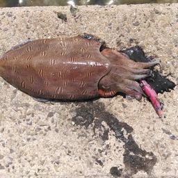 モンゴウイカ