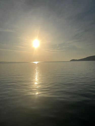 コウイカの釣果