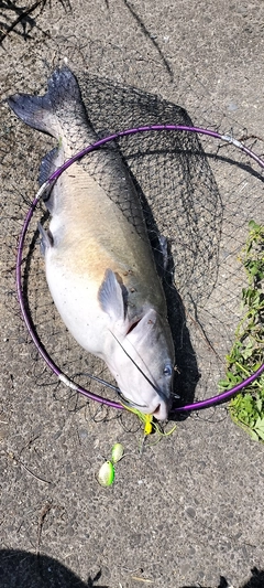 アメリカンキャットフィッシュの釣果