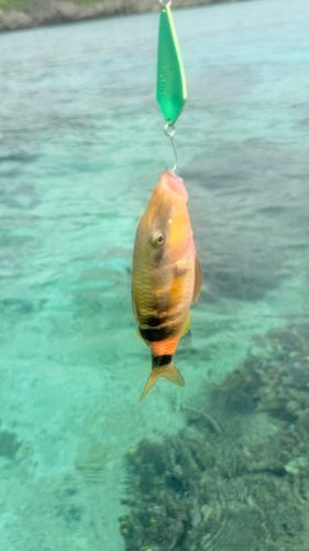 オジサンの釣果