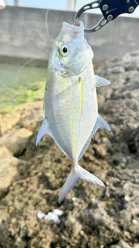 カスミアジの釣果