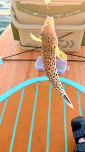 トラギスの釣果