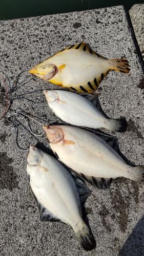 カレイの釣果