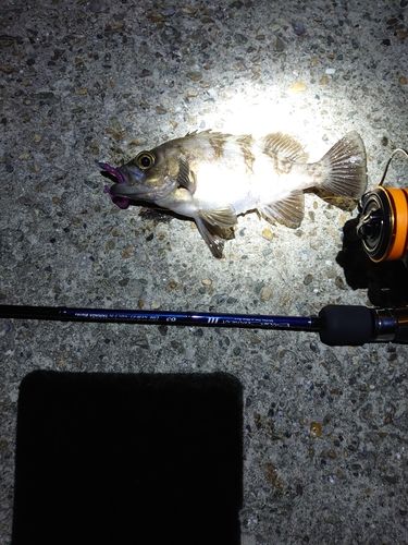 メバルの釣果