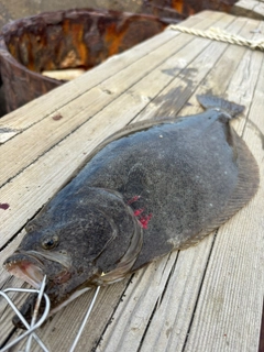 ヒラメの釣果