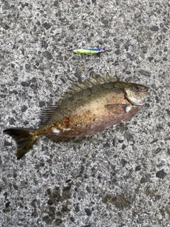アイゴの釣果