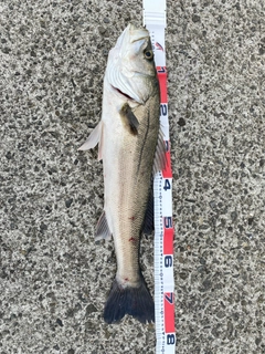 マルスズキの釣果