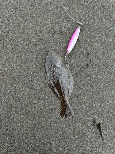 ヒラメの釣果