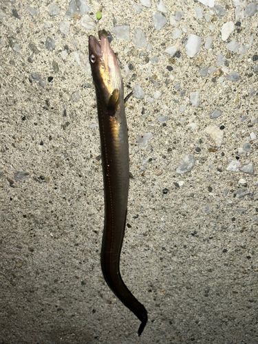 マアナゴの釣果