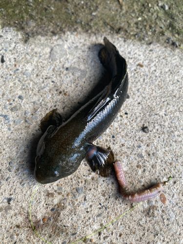 ハゼの釣果