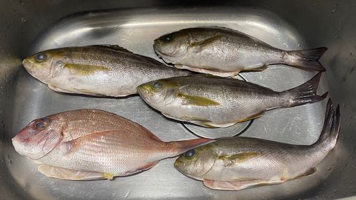 イサキの釣果