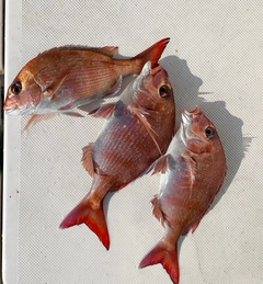 マダイの釣果