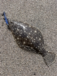 ソゲの釣果
