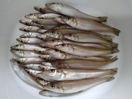 シロギスの釣果