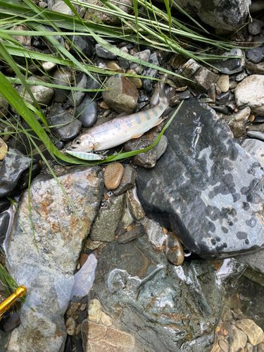 ヤマメの釣果