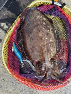 コウイカの釣果