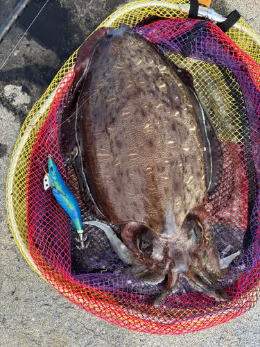 コウイカの釣果
