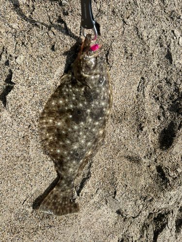 ヒラメの釣果