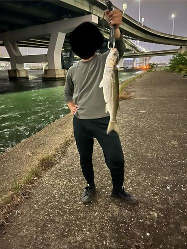ボラの釣果