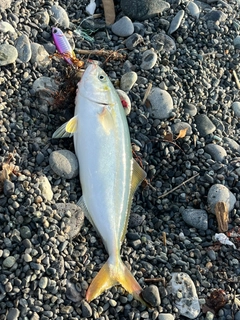 ワカシの釣果