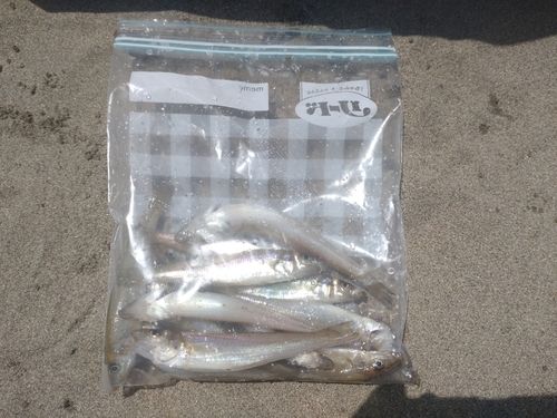 シロギスの釣果
