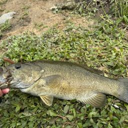 スモールマウスバス