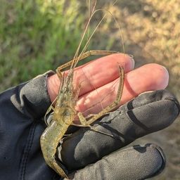 テナガエビ