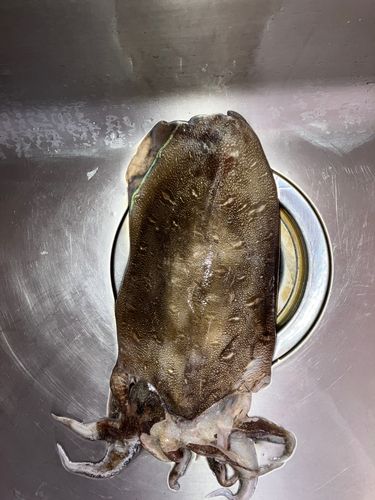 コウイカの釣果