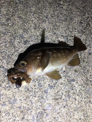 エゾメバルの釣果