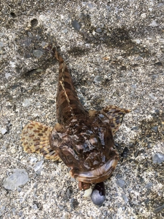 カジカの釣果
