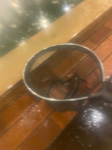 コイの釣果
