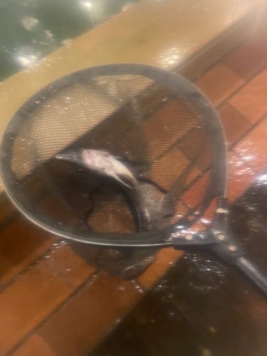 チョウザメの釣果