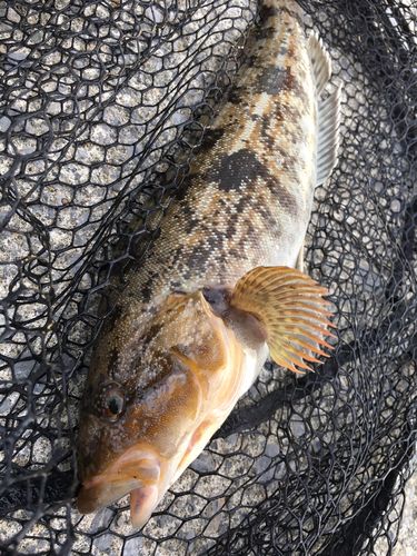 アイナメの釣果