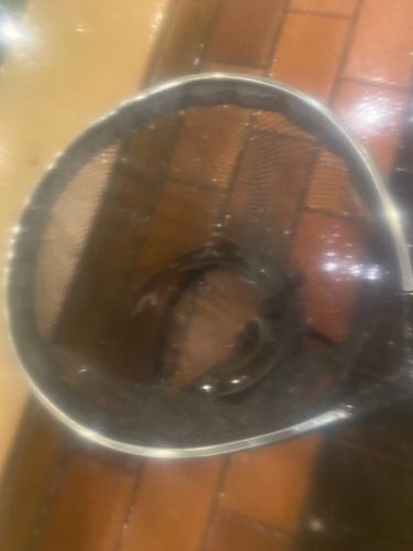 チョウザメの釣果