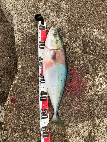 ワラサの釣果