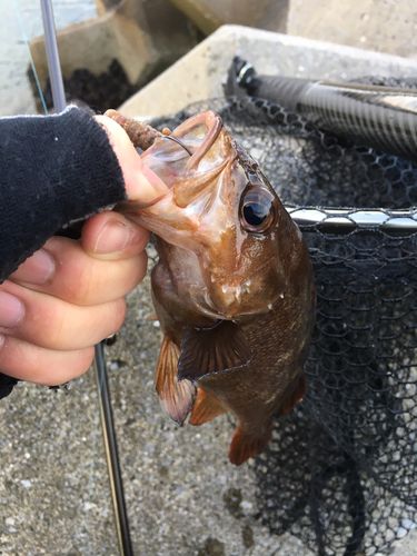 エゾメバルの釣果