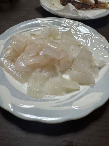 キスの釣果