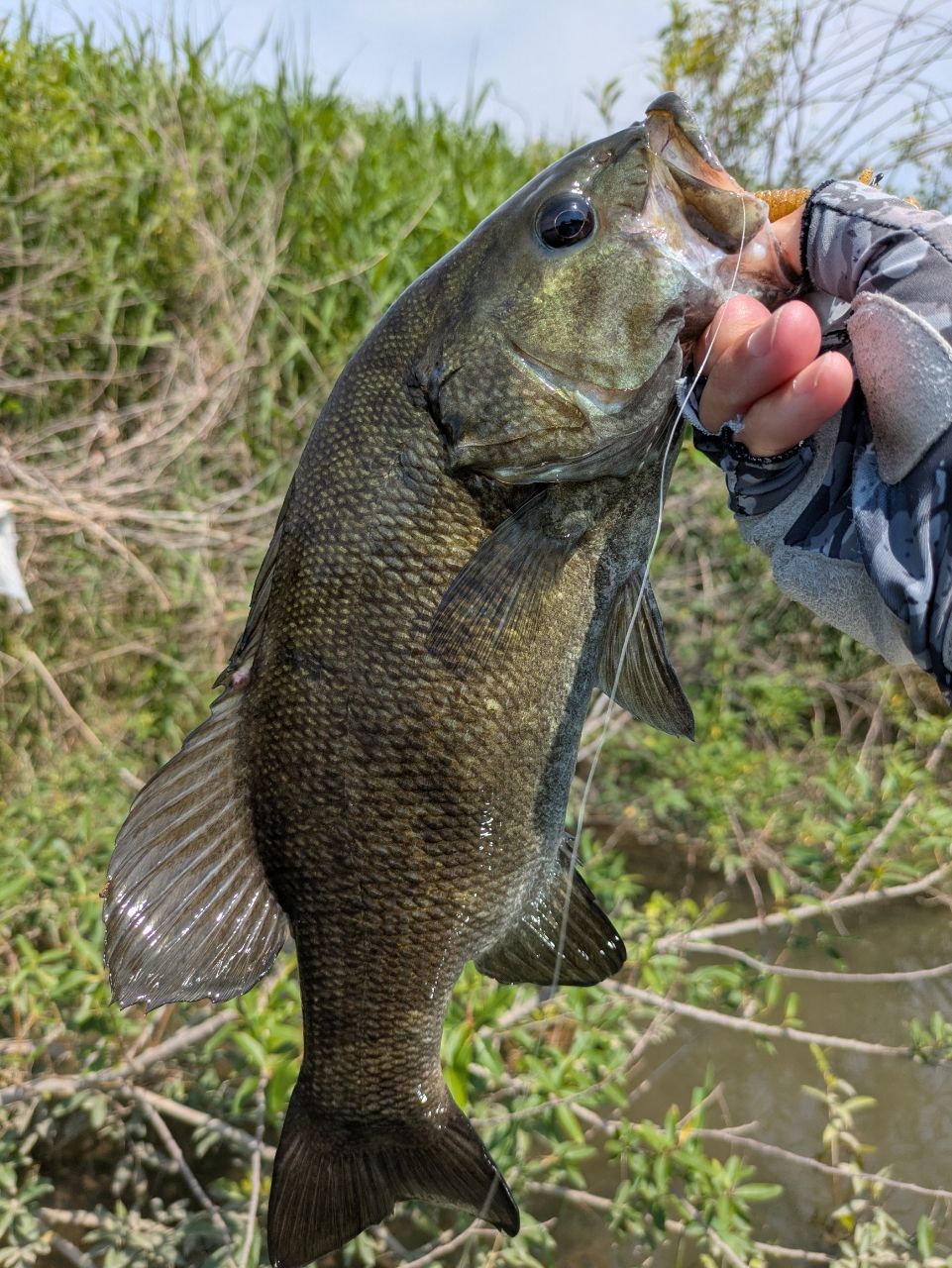 スモールマウスバス