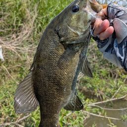 スモールマウスバス