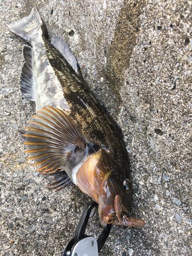 アイナメの釣果