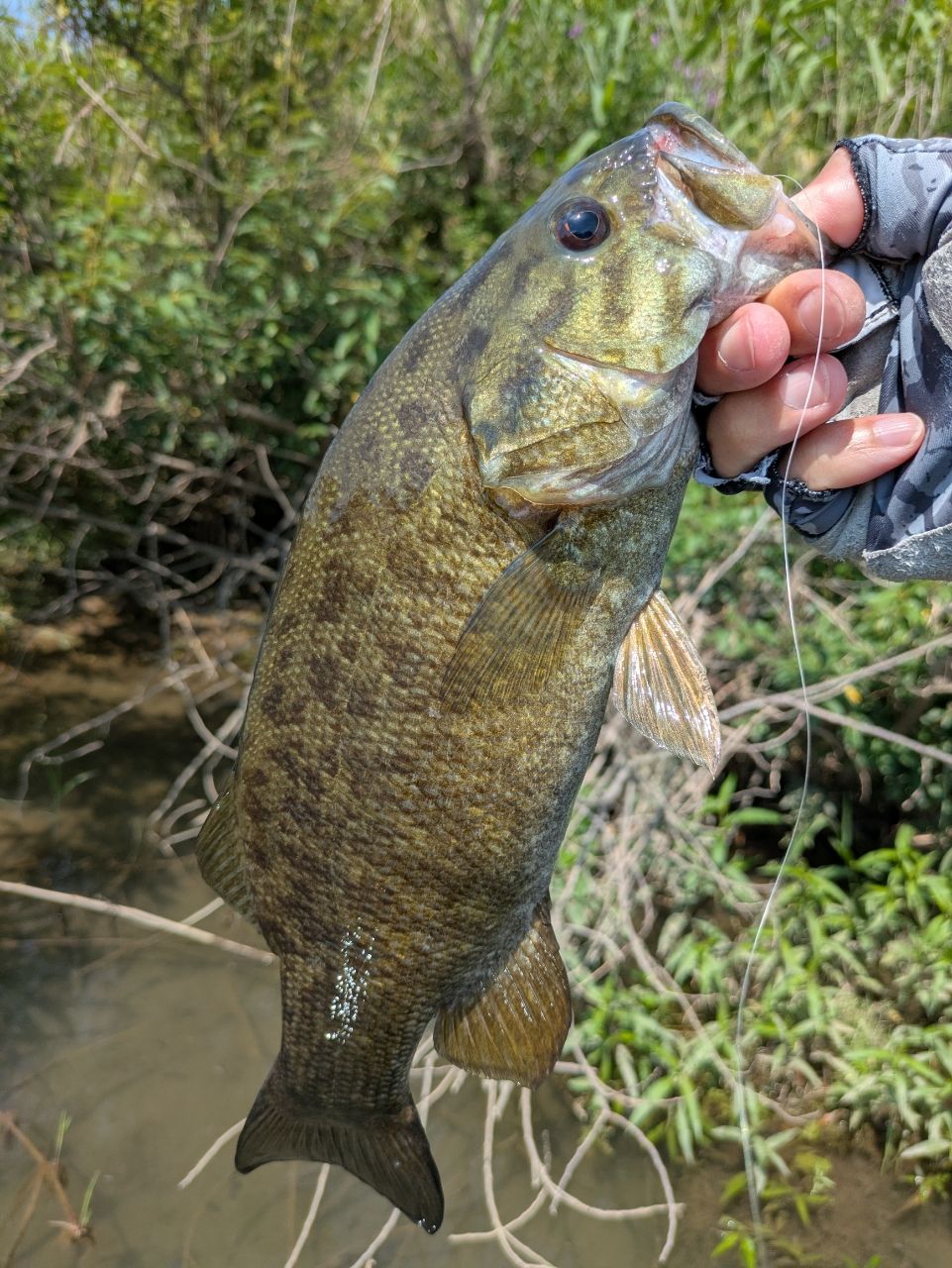 スモールマウスバス