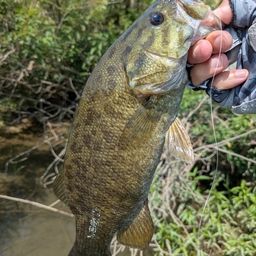 スモールマウスバス