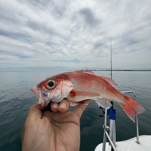 アカムツの釣果
