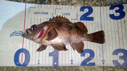 シロメバルの釣果