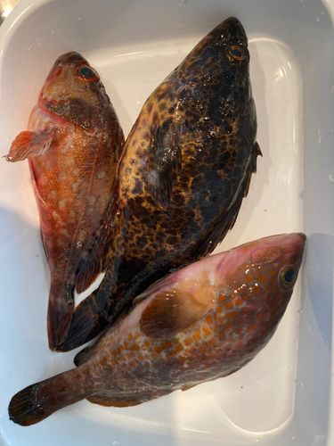 キジハタの釣果