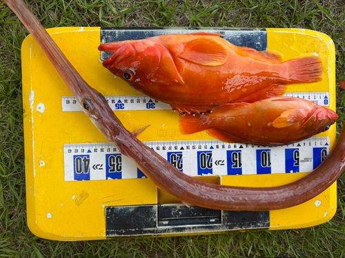 アカハタの釣果