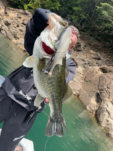 ブラックバスの釣果