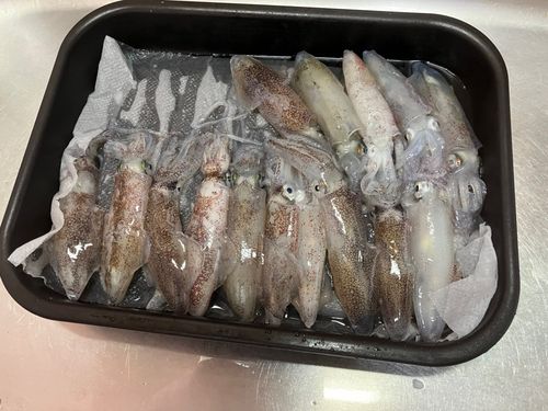 マメイカの釣果