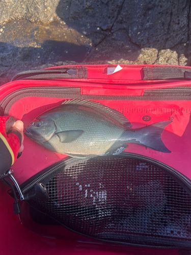 オナガグレの釣果