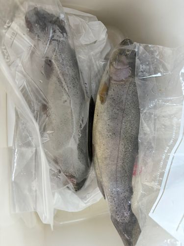 ニジマスの釣果